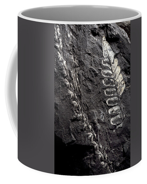 Ancient Coffee Mug featuring the photograph Sphenophyllum & Neuropteris Fossils by Theodore Clutter