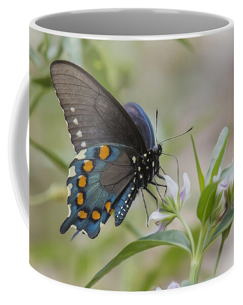 Insect Coffee Mug featuring the photograph Spicebush In Wildflowers by Bill and Linda Tiepelman