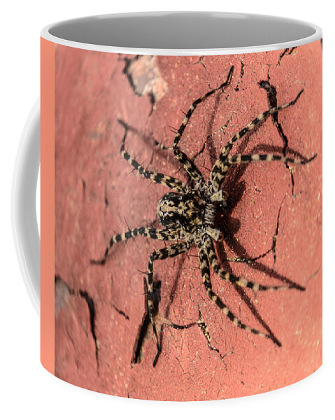 Brown Coffee Mug featuring the photograph Spider by Michael Goyberg