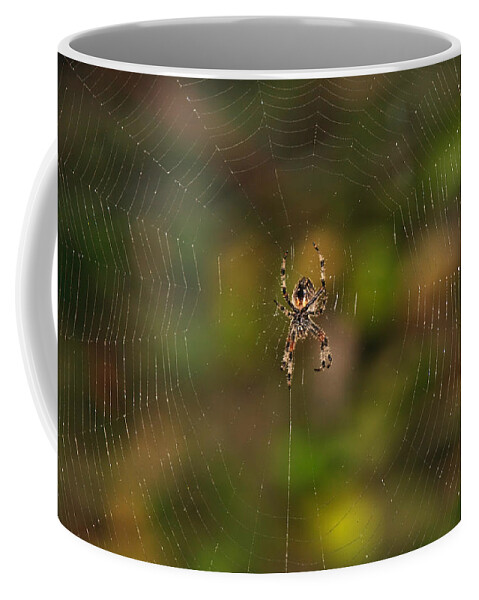 Garden Coffee Mug featuring the photograph Spider Web by Beth Sargent