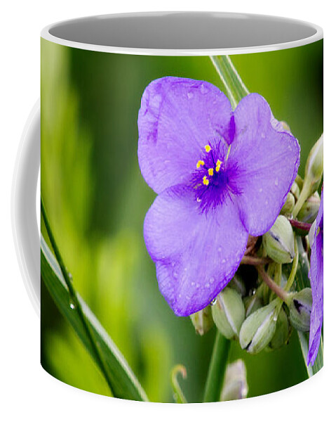 Ok Coffee Mug featuring the photograph Spiderworts by Lana Trussell