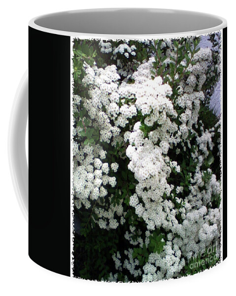 White Spirea Coffee Mug featuring the photograph Spirea Bridal Veil by Barbara A Griffin