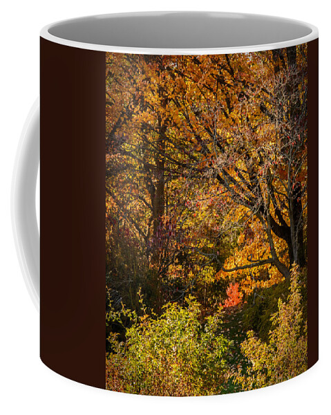 Nature Coffee Mug featuring the photograph Splash of Orange by Robert Mitchell