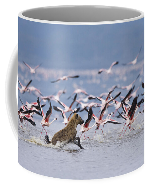 Flpa Coffee Mug featuring the photograph Spotted Hyena Chasing Flamingos Lake by Elliott Neep
