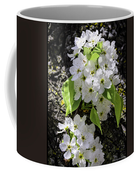 Usa Coffee Mug featuring the photograph Spring Apple Blossoms by LeeAnn McLaneGoetz McLaneGoetzStudioLLCcom