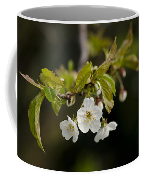 Branch Coffee Mug featuring the photograph Spring Blossom by Spikey Mouse Photography