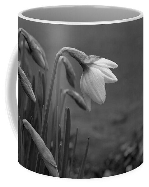 Flowers Coffee Mug featuring the photograph Spring Daffodils by Ron Roberts