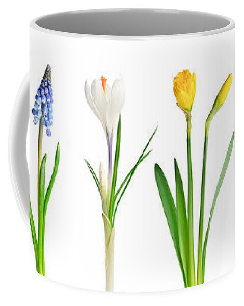 Flowers Coffee Mug featuring the photograph Spring flowers 1 by Elena Elisseeva