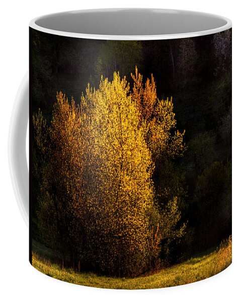 Trees Coffee Mug featuring the photograph Spring Light by Thomas Young