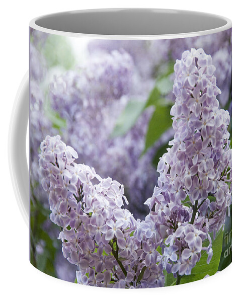 Blooming Common Lilac Coffee Mug featuring the photograph Spring Lilacs in Bloom by Juli Scalzi