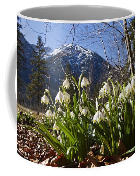 Feb0514 Coffee Mug featuring the photograph Spring Snowflake Flowers Bavaria by Konrad Wothe
