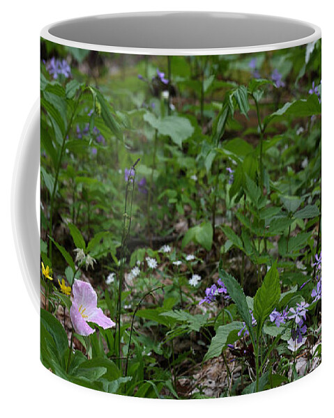 Spring Wildflowers Along Panther Branch Trail Coffee Mug featuring the photograph Spring Wildflowers Along Panther Branch Trail Frozen Head Tennessee State Park Tennessee by Daniel Reed