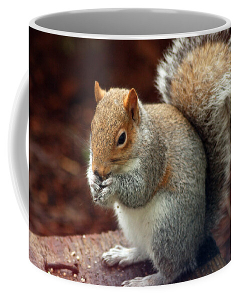 Grey Squirrel Coffee Mug featuring the photograph Squirrel Eating by Ron Roberts