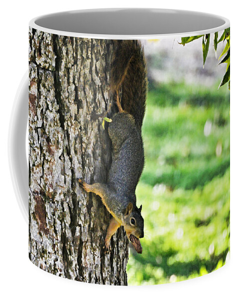 Nature Coffee Mug featuring the photograph Squirrel with pecan by Debbie Portwood