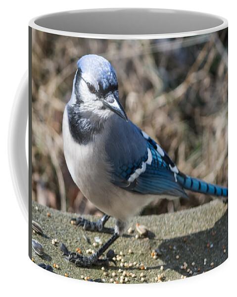Blue Jays Coffee Mug featuring the photograph Strike a Pose by Holden The Moment