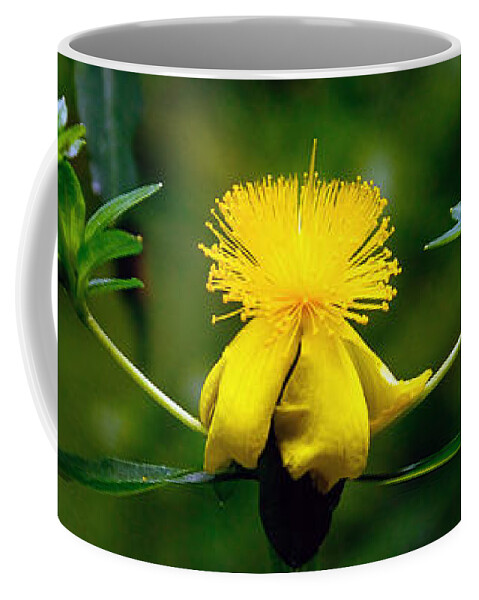 Flower Coffee Mug featuring the photograph St John's Wort by Mark Valentine