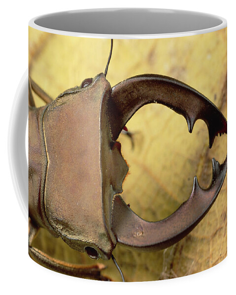 Feb0514 Coffee Mug featuring the photograph Staghorn Beetle Close-up Papua New by Mark Moffett