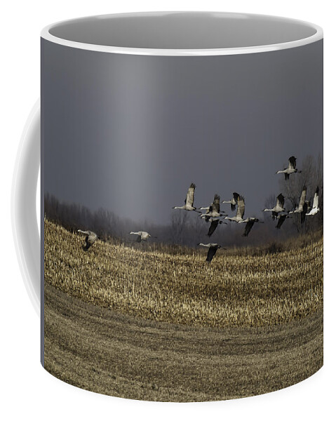 Whooping Crane Coffee Mug featuring the photograph Standing Out 1 by Thomas Young