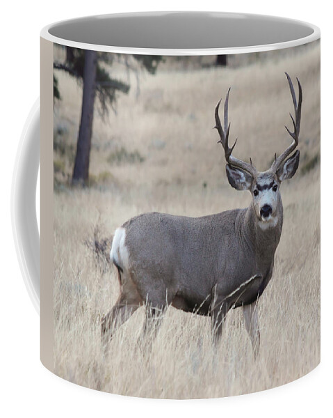 Mule Deer Coffee Mug featuring the photograph Standing Proud by Shane Bechler