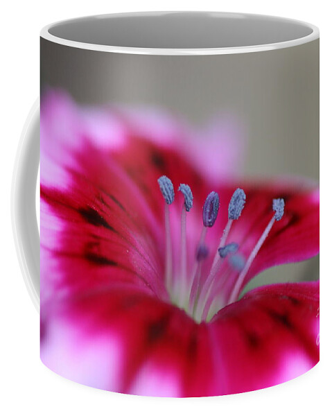 Sweet William Coffee Mug featuring the photograph Standing tall Sweet William by Joy Watson