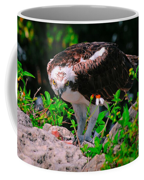 Osprey Coffee Mug featuring the photograph Stare into my eyes by Quinn Sedam