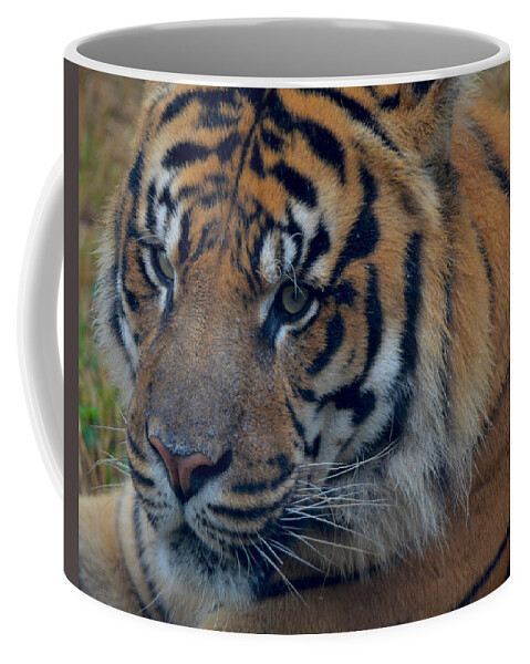 Tiger Coffee Mug featuring the photograph Stare Through by Maggy Marsh