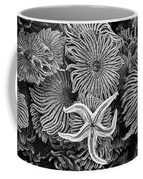 Starfish Coffee Mug featuring the photograph Starfish 3 by James Brunker
