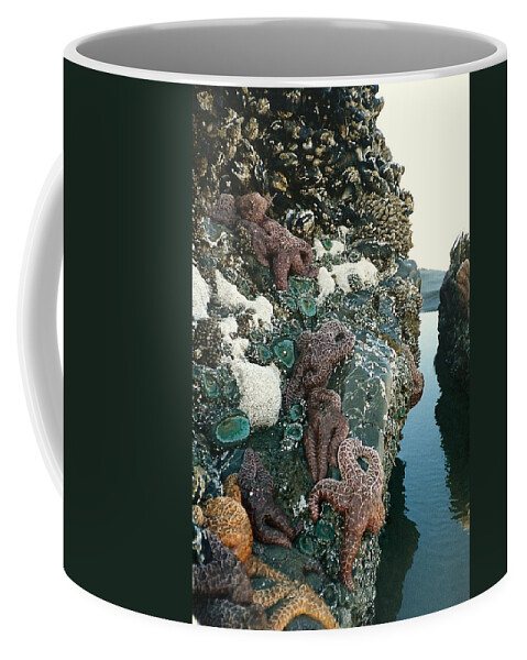 Starfish Coffee Mug featuring the photograph Starfish by Marilyn Wilson