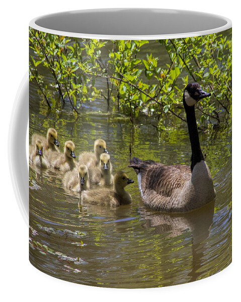 Branta Canadensis Coffee Mug featuring the photograph Stay Close To Momma by Kathy Clark