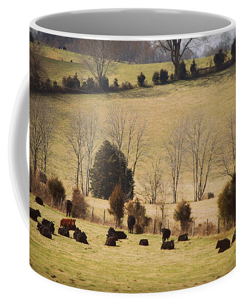 Featured Coffee Mug featuring the photograph Steers In Rolling Pastures - Kentucky by Paulette B Wright