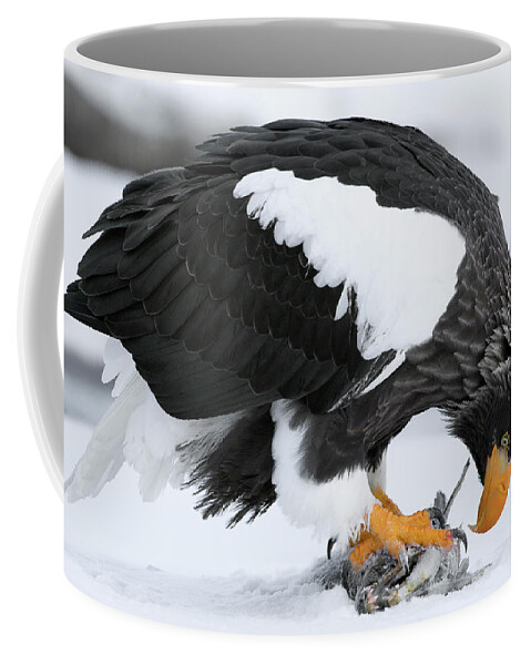 00782295 Coffee Mug featuring the photograph Stellers Sea Eagle Feeding by Sergey Gorshkov