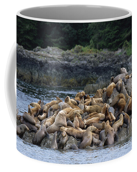Feb0514 Coffee Mug featuring the photograph Stellers Sea Lions West Brother Island by Konrad Wothe