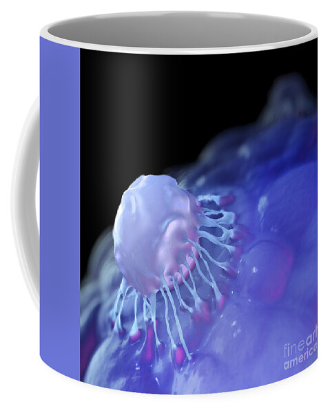 Stem Cell Coffee Mug featuring the photograph Stem Cells by Science Picture Co