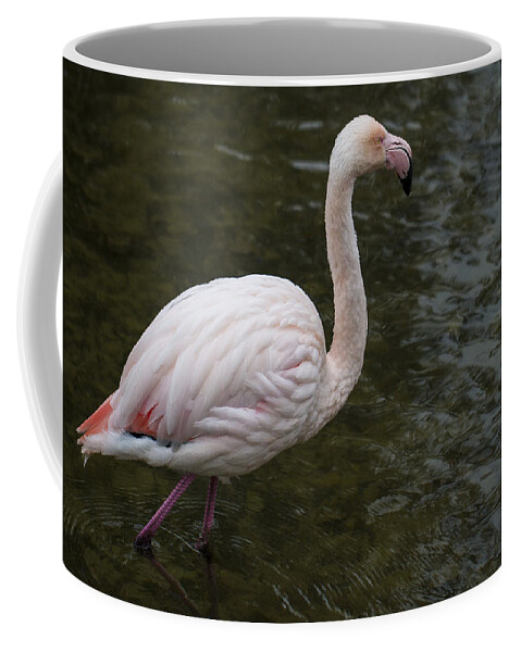 Clare Bambers Coffee Mug featuring the photograph Stepping Out. by Clare Bambers