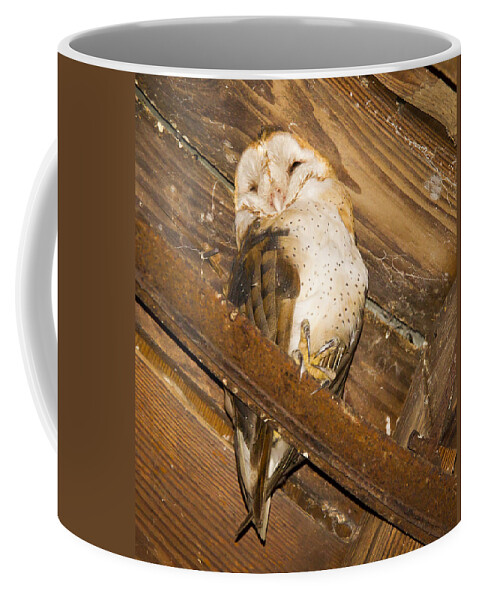 Owl Coffee Mug featuring the photograph Stop bothering me by Jean Noren