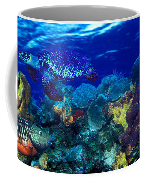 Photography Coffee Mug featuring the photograph Stoplight Parrotfish Sparisoma Viride by Panoramic Images