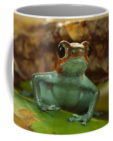 Feb0514 Coffee Mug featuring the photograph Strawberry Poison Dart Frog Portrait by Mark Moffett