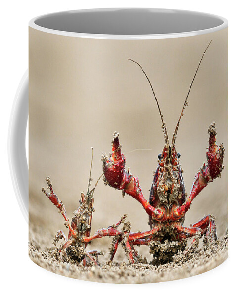 Mp Coffee Mug featuring the photograph Striped Crayfish by Jasper Doest