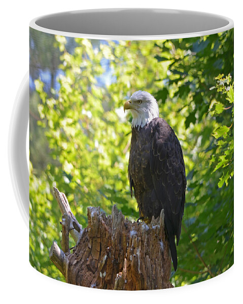 Bald Eagle Coffee Mug featuring the photograph Stumped by David Porteus