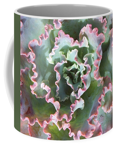 Succulent Coffee Mug featuring the photograph Succulent Cabbage by Angela Hansen