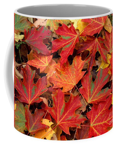 Sugar Maple Leaves Coffee Mug featuring the photograph Sugar Maple Leaves by Michael P Gadomski