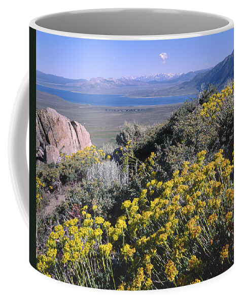 Sulphur Flower Coffee Mug featuring the photograph 4M6337-Sulphur Flower and Mono Lake by Ed Cooper Photography