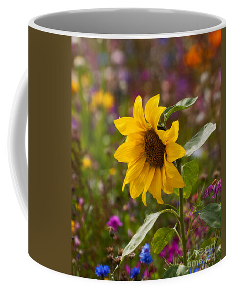 Flower Coffee Mug featuring the photograph Summer Carnival by Bel Menpes