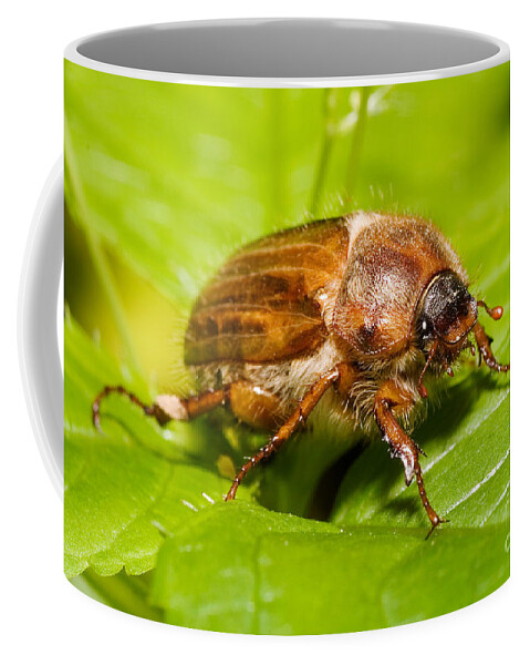 Summer Chafer Coffee Mug featuring the photograph Summer Chafer Beetle by Frank Teigler