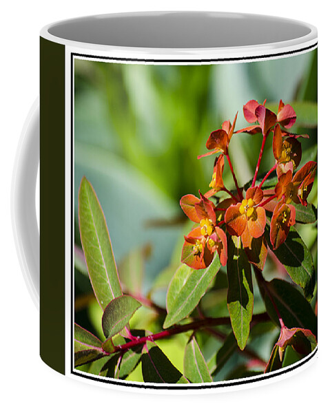 Green Coffee Mug featuring the photograph Summer Flower by Spikey Mouse Photography