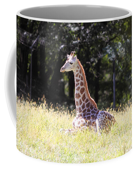 Giraffe Coffee Mug featuring the photograph Sun Bathing by Rick Kuperberg Sr