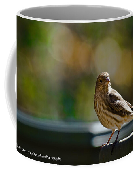 Finch Coffee Mug featuring the photograph Sun Bathing by Robert L Jackson