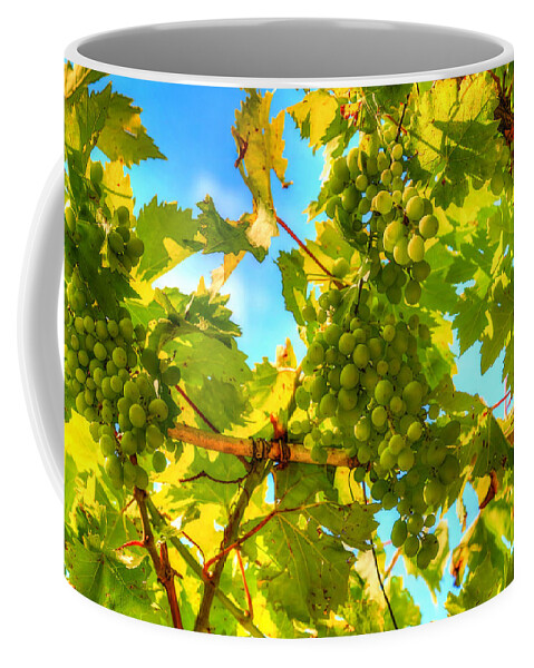 Growth Coffee Mug featuring the photograph Sun kissed green grapes by Eti Reid