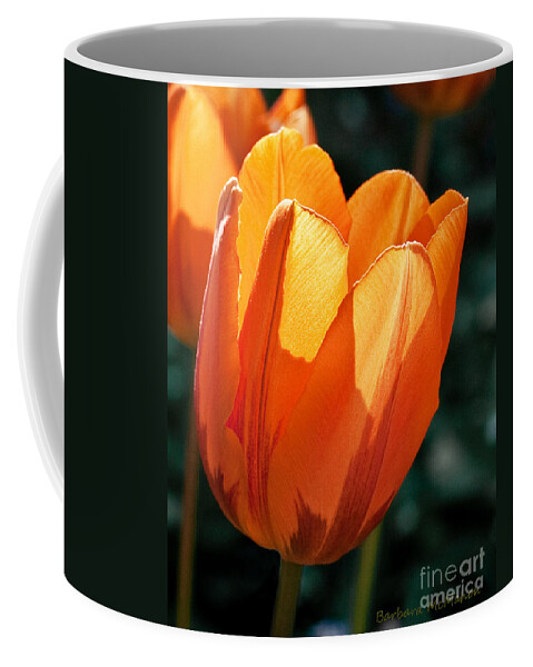 Flower Coffee Mug featuring the photograph Sun Kissed Tulip by Barbara McMahon