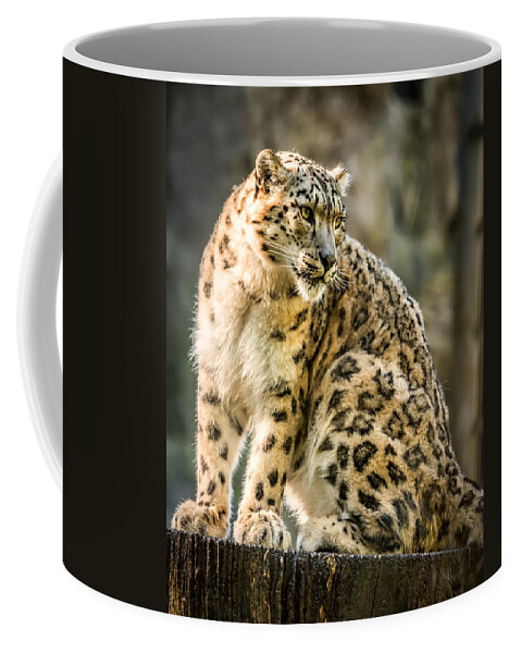 Snow Coffee Mug featuring the photograph Sun Leopard Portrait by Chris Boulton